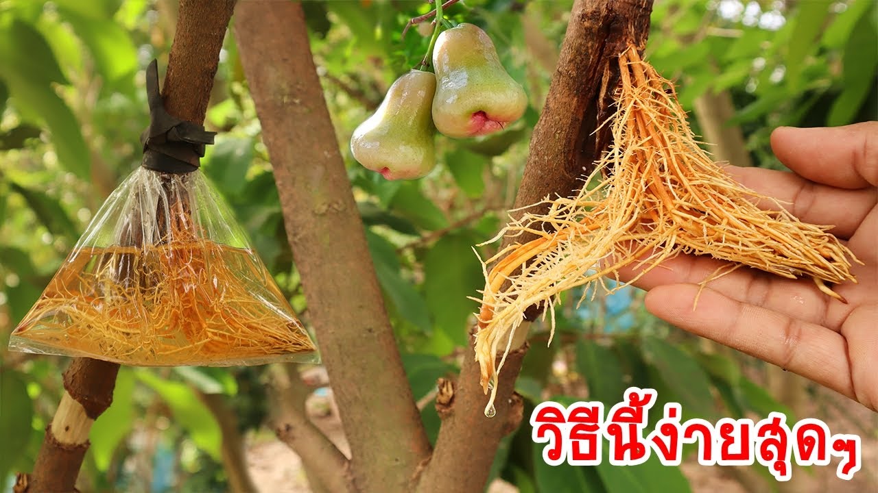 Как легко привить ветки яблони с помощью воды