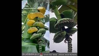 Kerang pisang Kenali Jenis