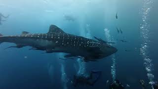 Whale Shark With Remoras In Koh Tao, March 12, 2026
