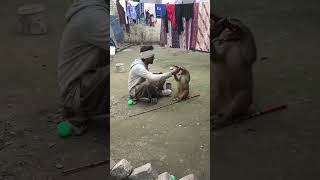 Bandar ka Tamasha |Bandar ka Khel | Baby Monkey Dance | Madaari aur Bandar ka naach | Street Show