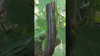 eggplant calixto variety #ytshorts #shorts #idoyzs #calixtovariety #idoyzsfam#eggplant