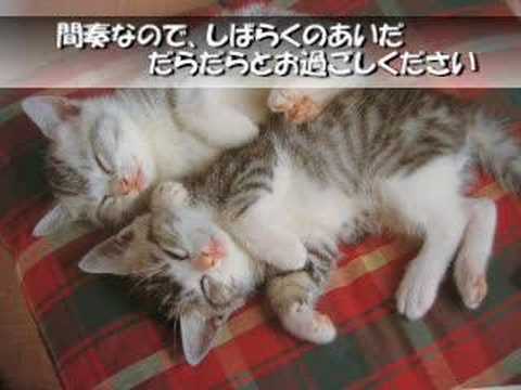 ネコカラ　２億４千万の瞳　郷ひろみ