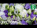 ЭУСТОМА: ОТ ПОСЕВА ДО ЦВЕТЕНИЯ! Взойдёт 100%, зацветёт – не нарадуетесь!