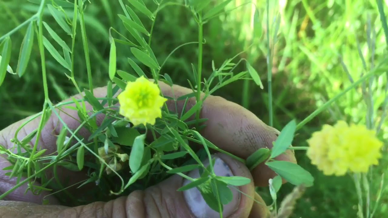 Volunteer Legumes in Grass Hay Fields YouTube