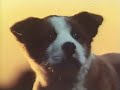 サントリートリス CM 「雨と子犬」篇 1分バージョン 1981年