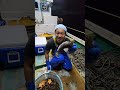 危険生物オニオコゼ!刺されたらヤバいが食べたら旨い毒魚