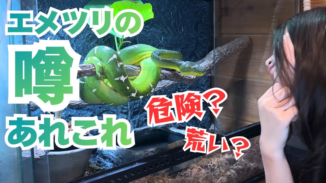 【ほんとは】エメツリは荒い！？真相を徹底的に語ります！【かわいい】