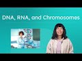 Understanding DNA and RNA