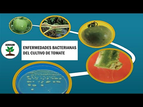 Video: Enfermedades Bacterianas Del Tomate: Cáncer Bacteriano, Mancha Negra