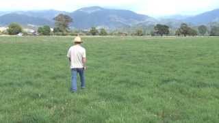 Biological Dairy Farming, Golden Bay, New Zealand