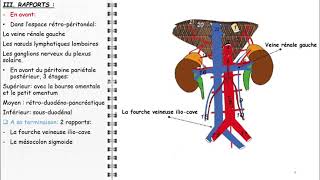 ANATOMIE FMPM AORTE ABDOMINALE ANATOMIE FMPM AORTE ABDOMINALE