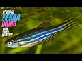 Zebrafish, Danio Rerio, the happy fish - #FISHPEDIAeps 004