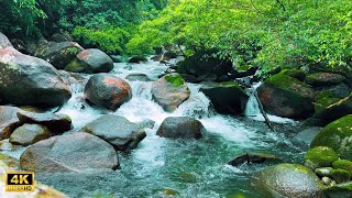 Gentle relaxing music with the sound of a flowing stream 🍁 the sound of birds chirping