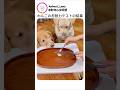 わんこの忍耐力テストの結果