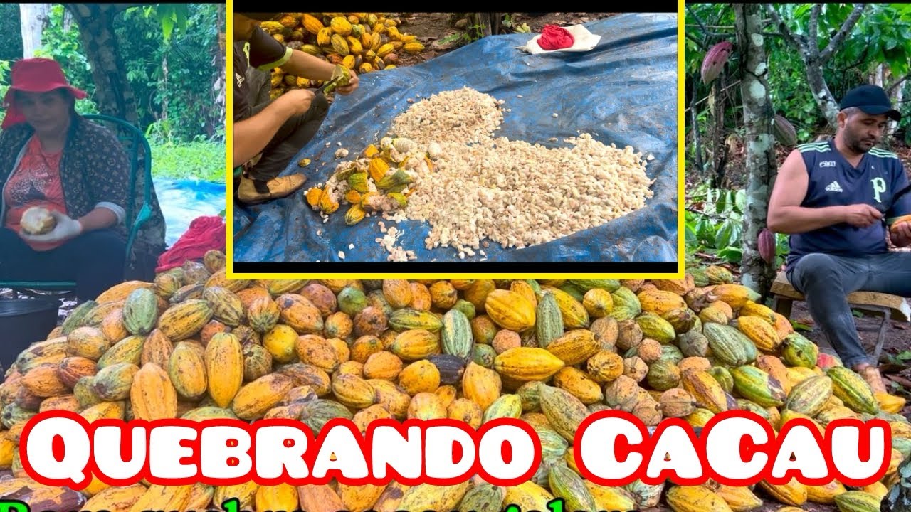 •✅Muito Cacau! Dia de Quebrar Cacau no sítio ✅