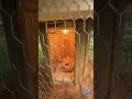 From Wooden Spool To Chicken Coop 😎 Best Backyard Upgrade Ever