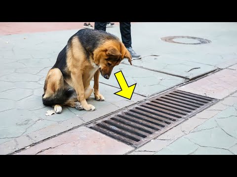 Vidéo: Chien hurlé pendant des jours dans le parking où elle a été abandonnée par son propriétaire