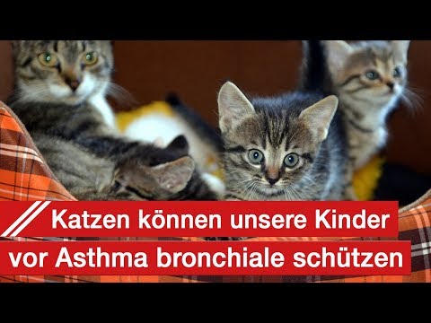 Video: Neue Studie besagt, dass Hunde das Asthmarisiko bei Kindern senken