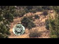 350 yard New Mexico elk