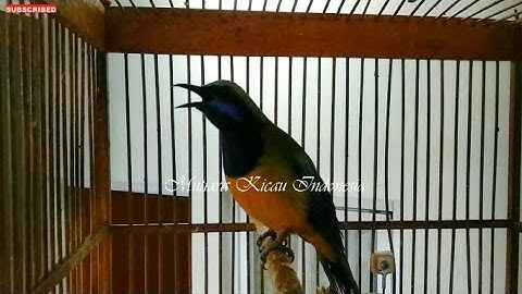 Cucak Cungkok Istimewa ~Isian Pedas Kasaran Tajam Variasi ~Tembakan Istimewa Masteran Burung Lomba
