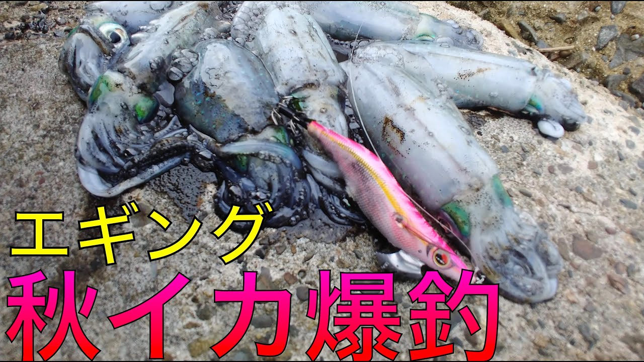[秋イカサイト！]　解説しながら秋イカエギング釣行！入れ喰い！