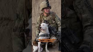 😮 5 datos increíbles sobre el Pitbull Terrier Americano #perros #pitbull