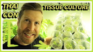 Tissue Culture 101 - How to Acclimate Monstera Thai Constellation Micropropagation