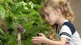 Butterfly Jungle Opens at San Diego Zoo Safari Park