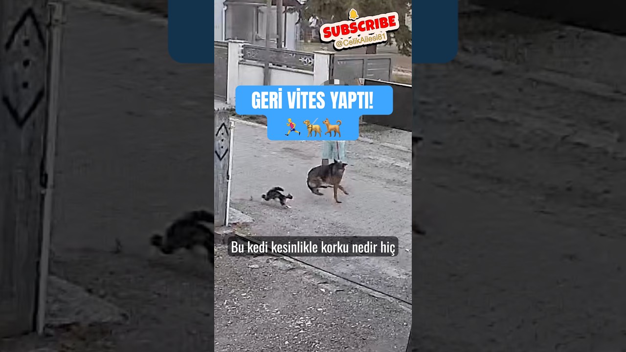 Köpeğe Kafa Tutan Kedi #shorts #kedi #köpek