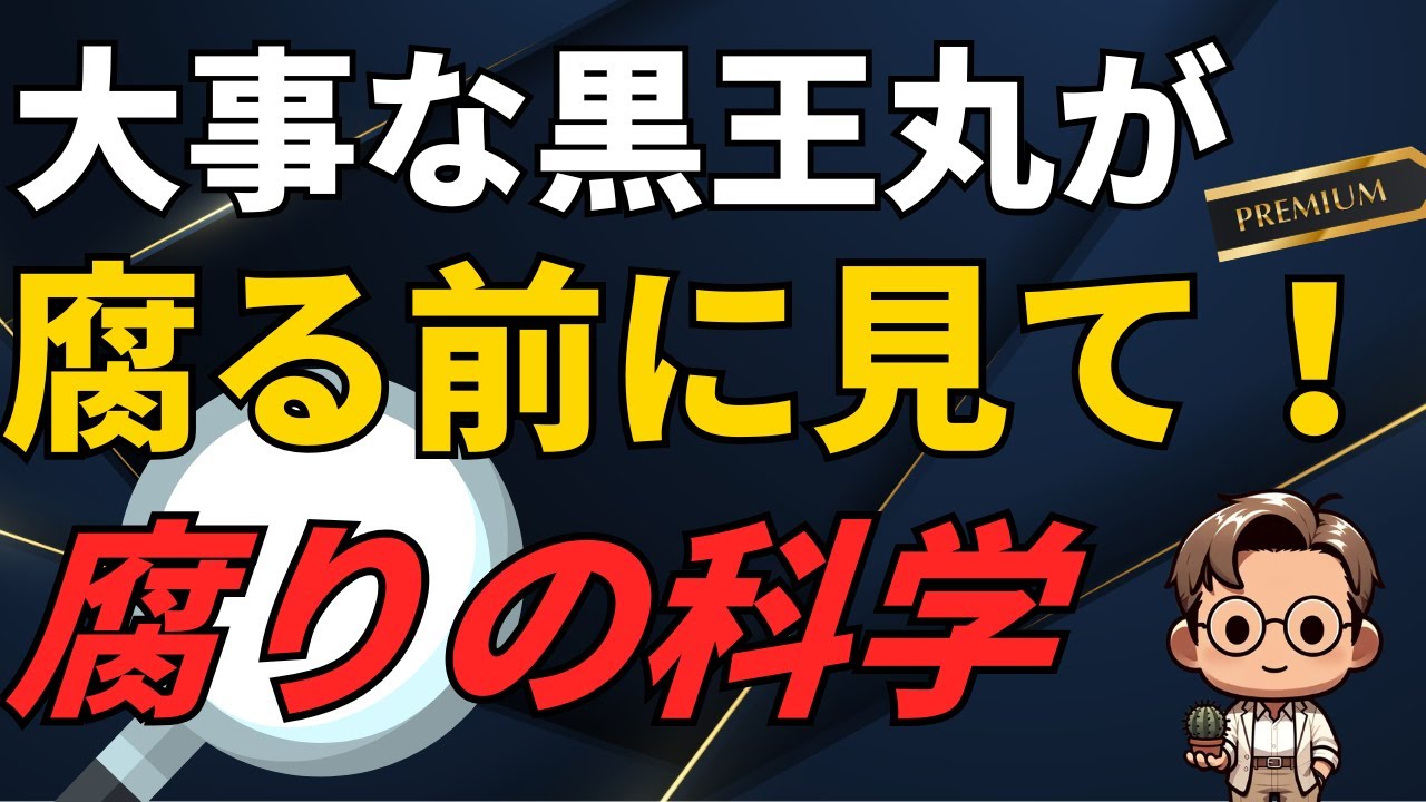 COPIAPOA CINEREA クリスタリゼーション Copiapoa cinerea 黒王丸 in habitat taltal 🇨🇱 . . . 良い一日を