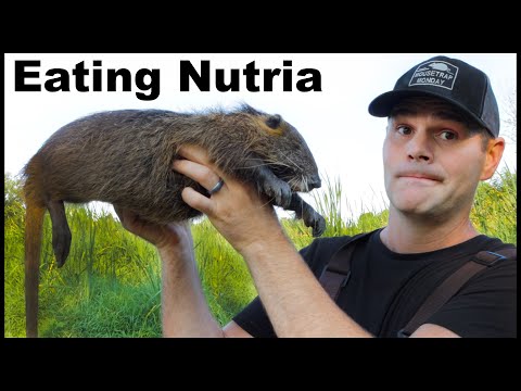 Video: How To Cook Nutria