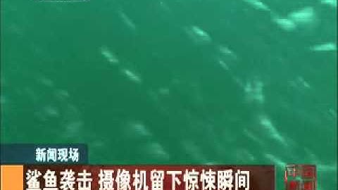 Cận cảnh cá mập tấn công thợ lặn dưới nước megafun vn