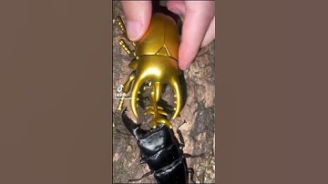 Beetle Battles Episode 2