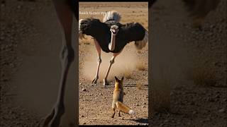 Ostrich Mothers Fury All 4 Eggs Lost