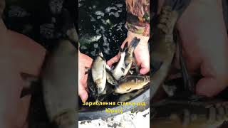 Зариблення ставка ! Карп товстолоб Амур ! #рибалка #риба #зарибок