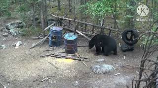 25 BEST BEAR HUNTING KILL SHOTS