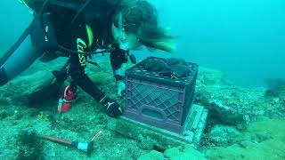 Download lagu Arms Reef Monitoring Cabo Verde - Recovering Process - Part 1 mp3