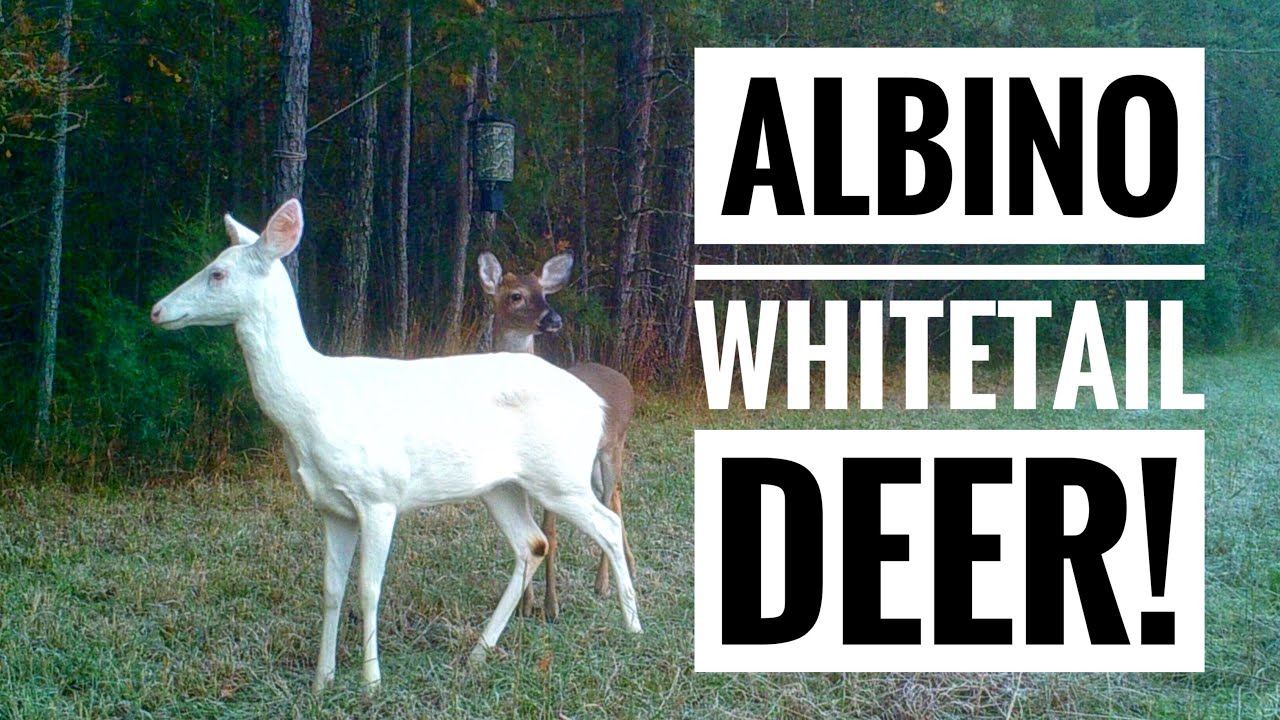 ALBINO DEER! North Carolina Deer Hunt 2016 YouTube