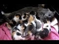 Kittens fighting over mom: 7 girls, 1 boy!