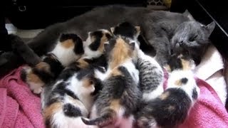 Kittens fighting over mom: 7 girls, 1 boy!