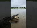 Delta explosion! Crocodile ambushes a Wading Stork in shallow water. 🐊🦩