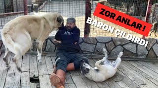 KANGAL BARON AKLIMI ALDI ..! ŞAKAYA GELMİYOR.