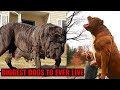 10 Of The Biggest Dogs In The World 2021 | New Dog Breed | American Molossus