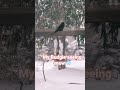 My Budgie sees SNOW! ❄️