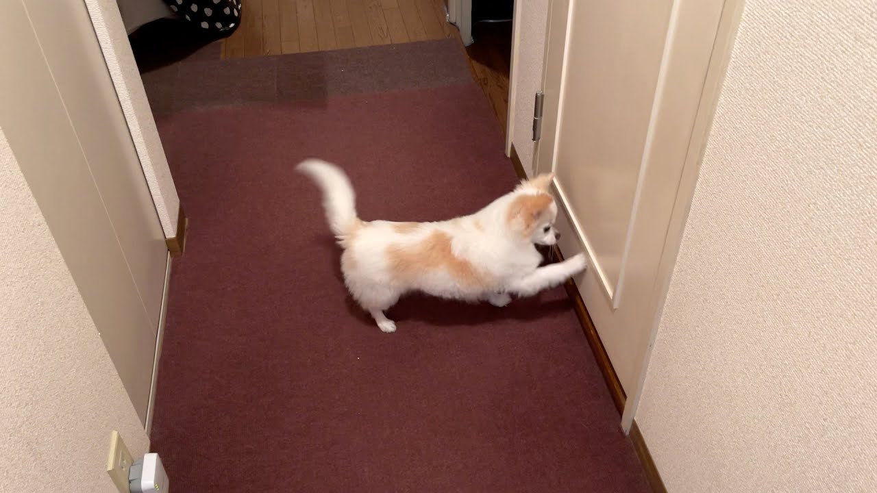 オルゴナイト チワワ＆シーサーお取り置き♡ありがとうございます