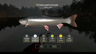 Русская рыбалка 4 ( РР4). о. Куори. Поймать 8 видов на ультралайт. Задание 9-1