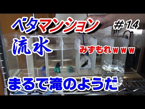 A waterfall!? Betta Mansion Unit #2 [Aquarium Betta Tank] - YouTube