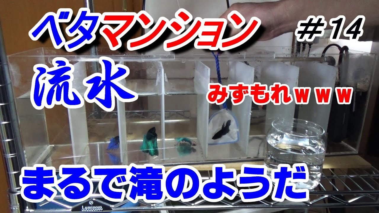 滝 ベタマンション2号機 アクアリウム ベタ水槽 Youtube