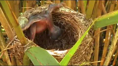 Common Cuckoo chick ejects eggs of Reed Warbler out of the nest