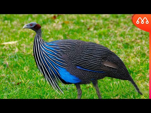 Vídeo: O Que Os Pássaros São Chamados De Galinhas D'angola